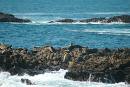 Point Lobos State Reserve